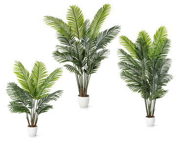 Areca Palmen