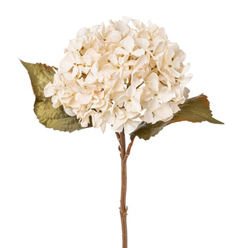 Hortensie weiß hell