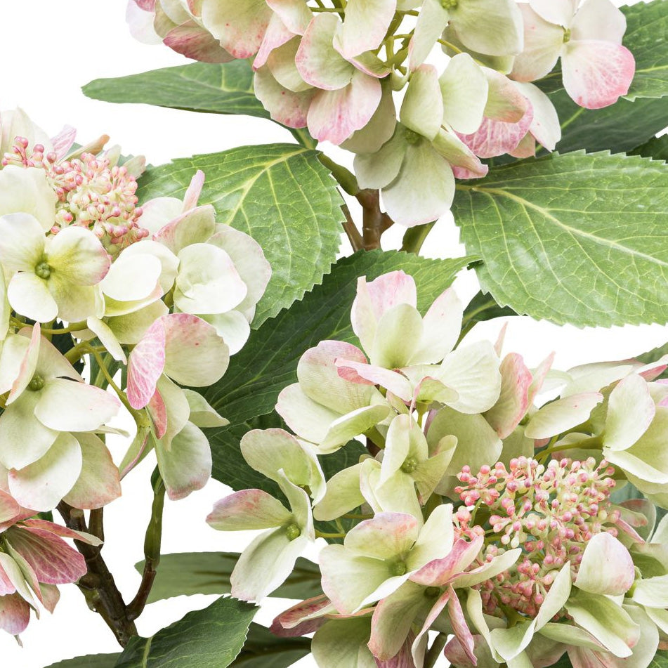 Nahaufnahme Hortensienbusch rosa grün