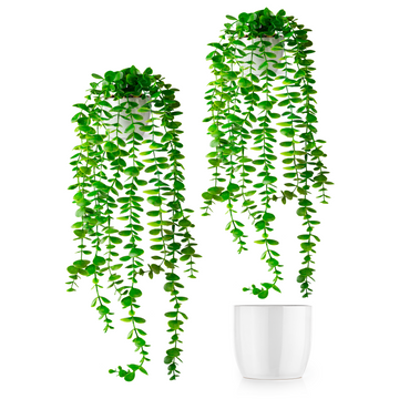 Hängender Eukalyptus in weißem Keramiktopf, 60 cm lang