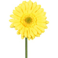 Detailaufnahme einer künstlichen gelben Gerbera – realistische Kunstblume mit fein gearbeiteten Blütenblättern.