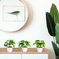 Nahaufnahme: Strukturierte Blätter der Kunstmonstera im weißen Topf