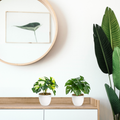 Künstliche Monstera im Topf zwischen Büchern und Wohnaccessoires arrangiert