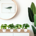 Monstera- und Efeupflanzen als naturgetreue Kunstpflanzen in stilvollen Töpfen