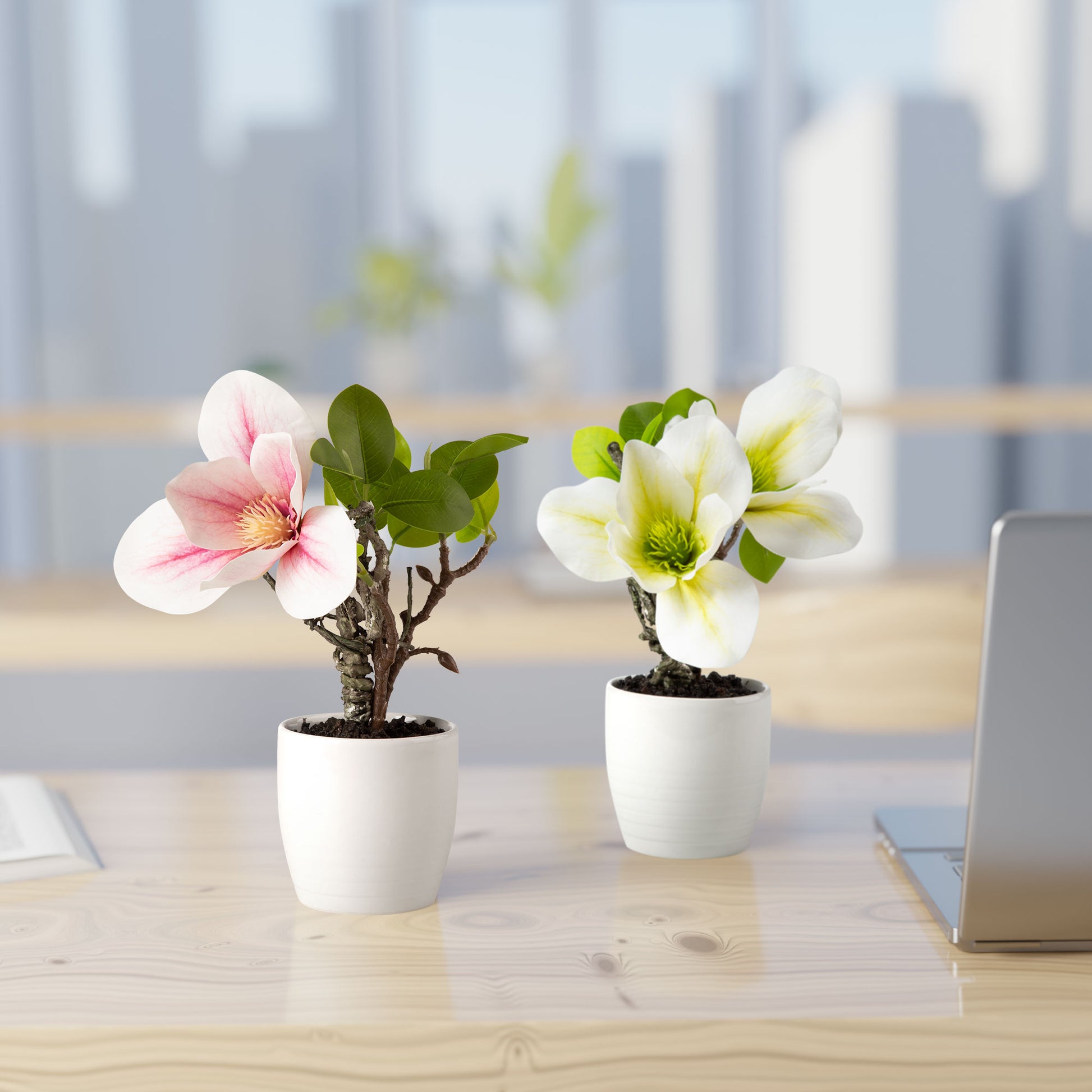 Detailansicht der weißen und roséfarbenen Magnolienblüten mit realistischer Textur