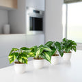 Set aus vier kleinen Kunstpflanzen mit Efeu und Monstera auf Fensterbank arrangiert