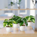 Detailaufnahme von Kunstpflanze mit großen Monstera-Blättern im dekorativen Topf