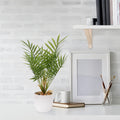Künstliche Areca-Palmen als dekorativer Blickfang im modernen Wohnzimmer