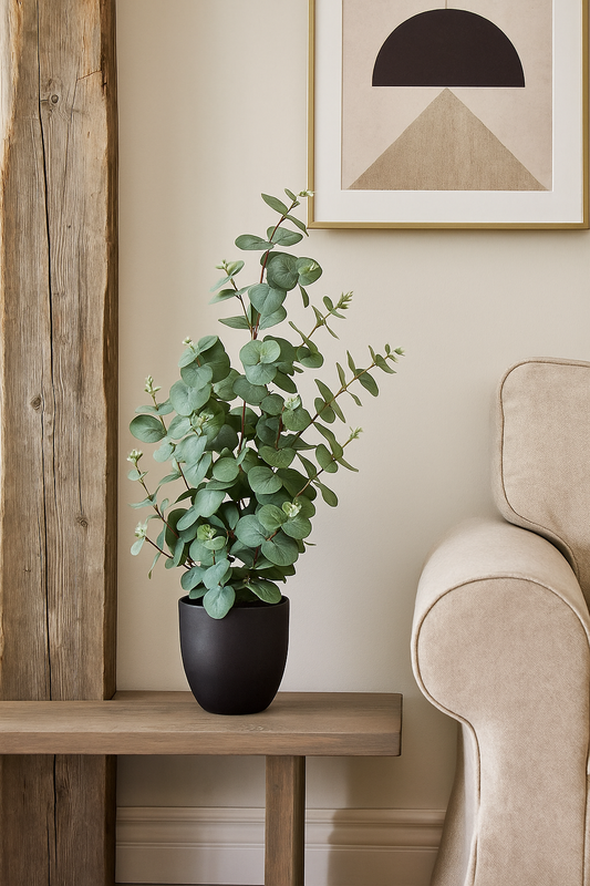 Eukalyptus ca. 60cm, grüngrau, im Kunststofftopf 13,5x13cm schwarz-grau