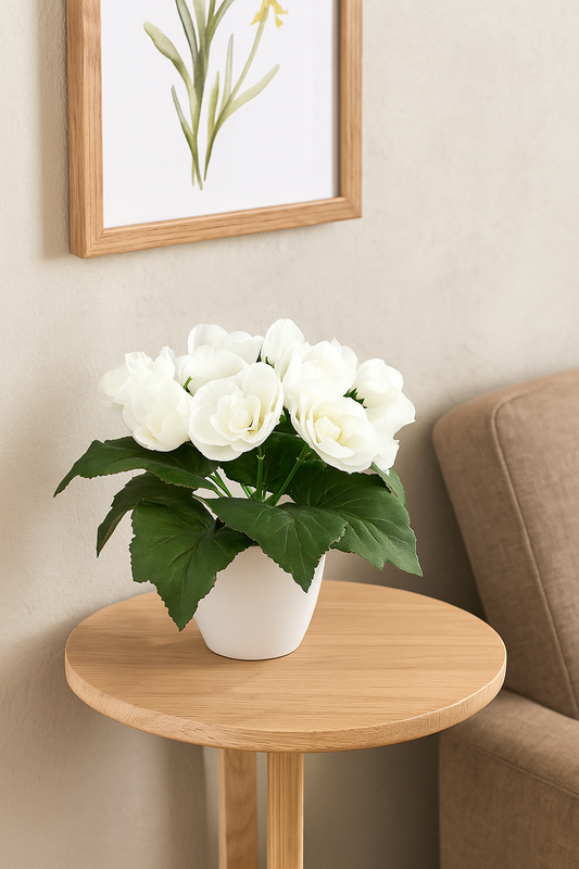 Begonie im weißen Topf (5 Stück) 24cm, weiß