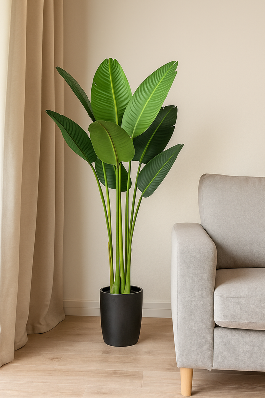 Strelitzia Nicolai ca. 120cm, im Kunststofftopf 15x13cm