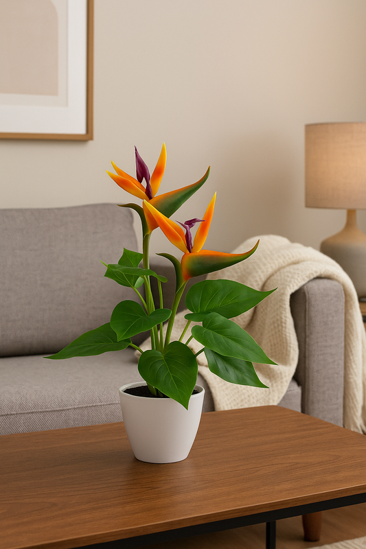 Strelitzia (2 Stück) ca. 42cm, im Kunststofftopf 10x9cm weiß