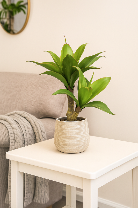 Agave, ca. 45cm grün, im Kunststofftopf 11x11cm schwarz