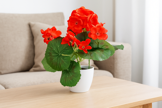 Geranie im weissen Topf (5 Stück) 24 cm, rot