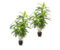 Künstlicher Drachenbaum mit naturgetreuen Blättern in modernem Wohnraum