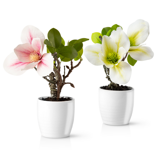 Künstliche Magnolien in Weiß-Rosé in eleganten Keramiktöpfen auf Holztisch