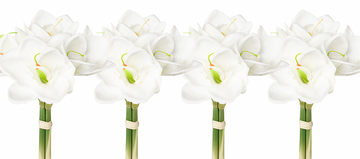 Vier künstliche weiße Amaryllis-Bouquets auf weißem Hintergrund mit leichter Spiegelung und Schatten – realistische Kunstblumen für Winterdekoration oder Floristik