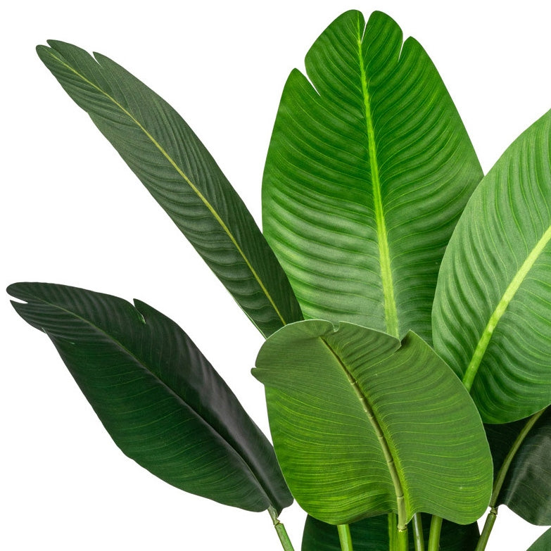 Detailaufnahme künstliche Strelitzia Nicolai mit großen grünen Blättern, naturgetreue Baum-Strelitzie Dekopflanze für Wohnzimmer und Büro