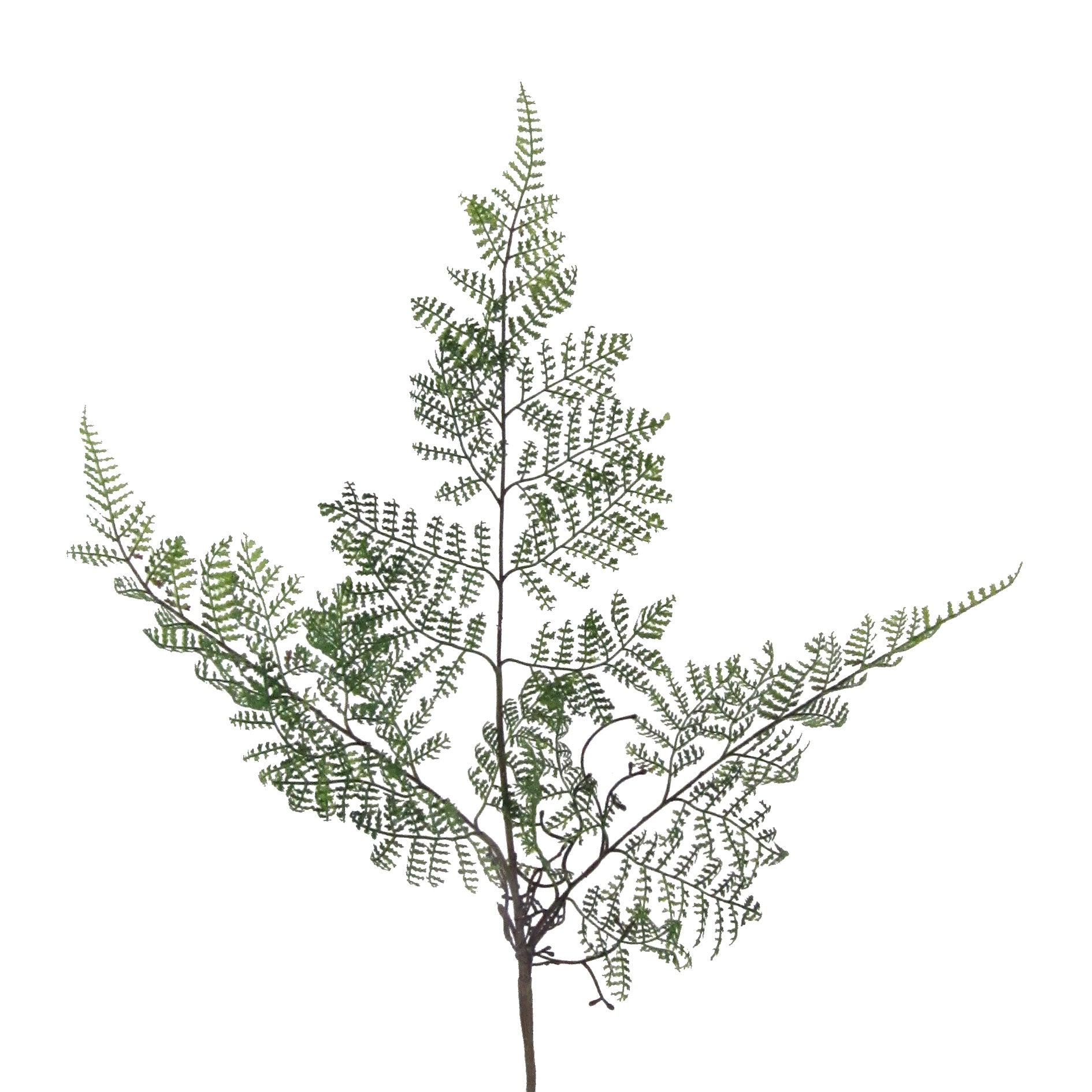 Detailreicher künstlicher Farnzweig mit feingliedrigen, zarten Blättern für naturgetreue Floristik- und Raumdekoration.