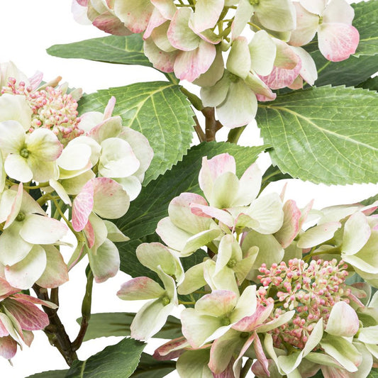 Nahaufnahme Hortensienbusch rosa grün