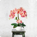 Pflegeleichte Orchidee im eleganten Topf als Wohnaccessoire