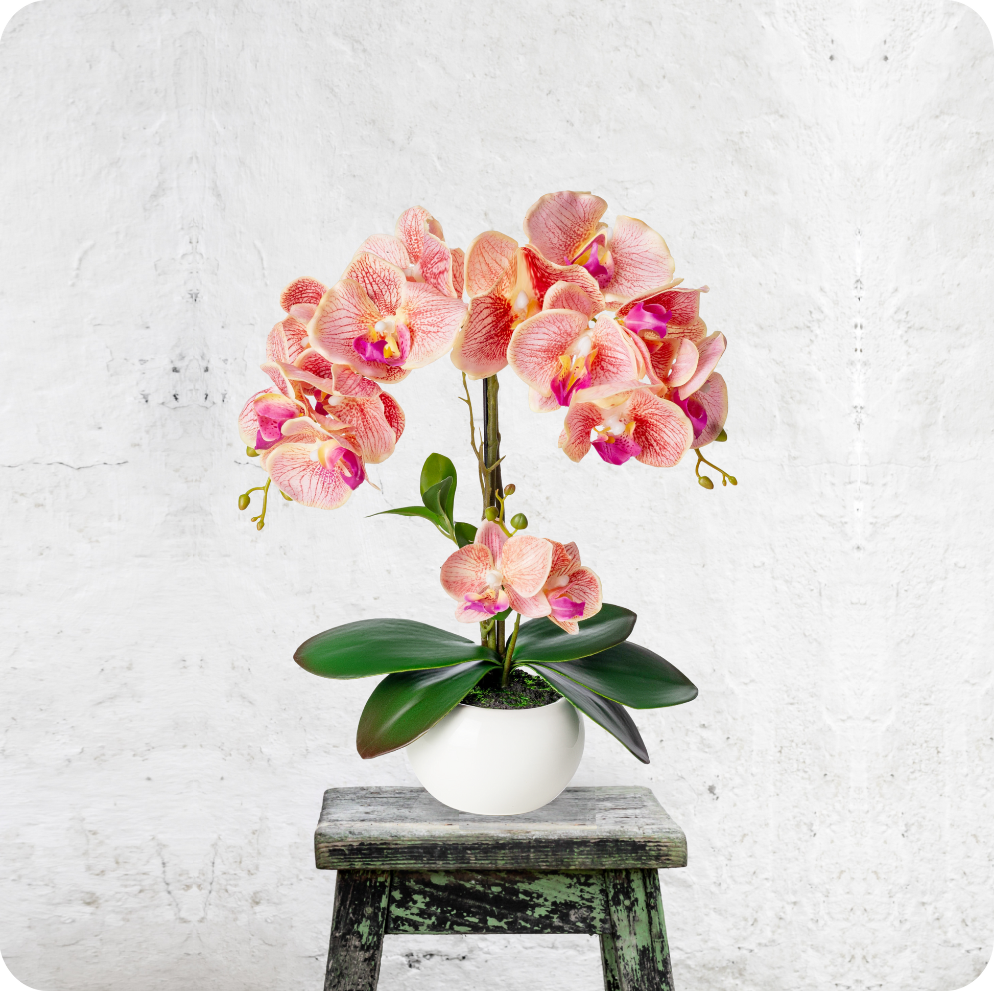 Pflegeleichte Orchidee im eleganten Topf als Wohnaccessoire