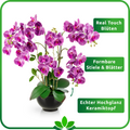 XXL Orchidee mit mehreren lila Blütenzweigen im modernen schwarzen Topf