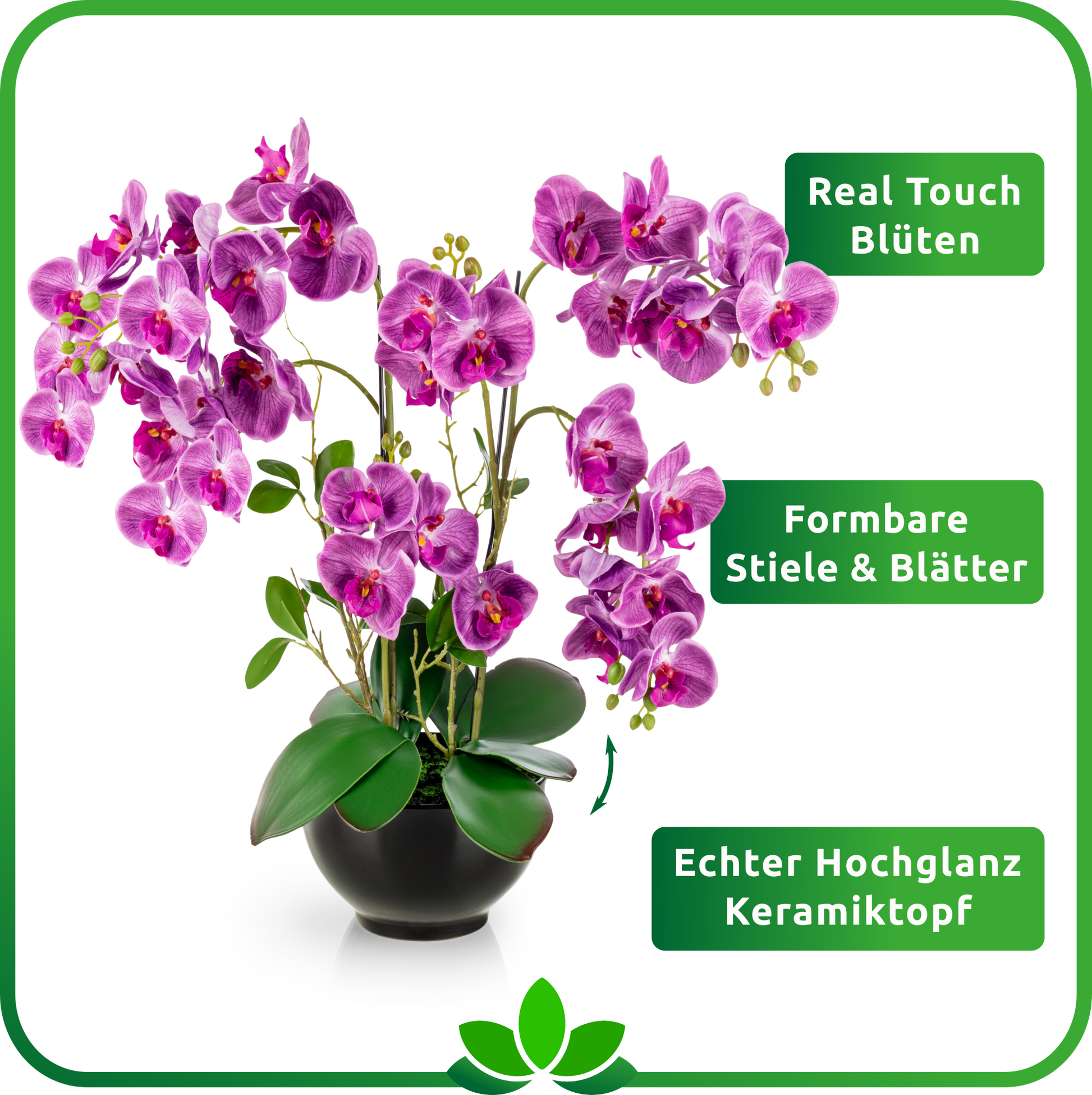 XXL Orchidee mit mehreren lila Blütenzweigen im modernen schwarzen Topf