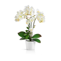 Weiße künstliche Orchidee im eleganten Keramiktopf auf Holztisch