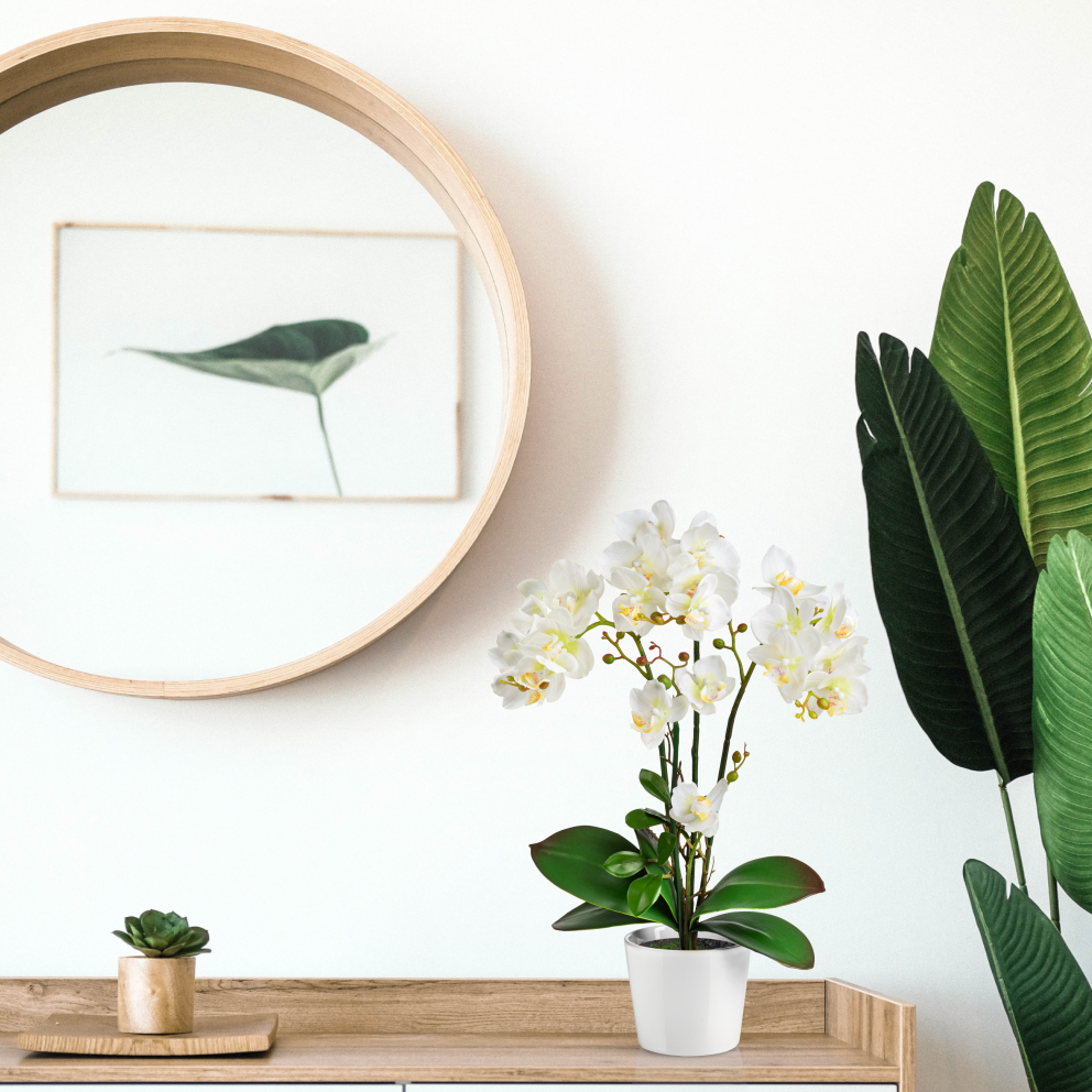 Dekorative Orchidee in Keramiktopf – ideal fürs Badezimmer