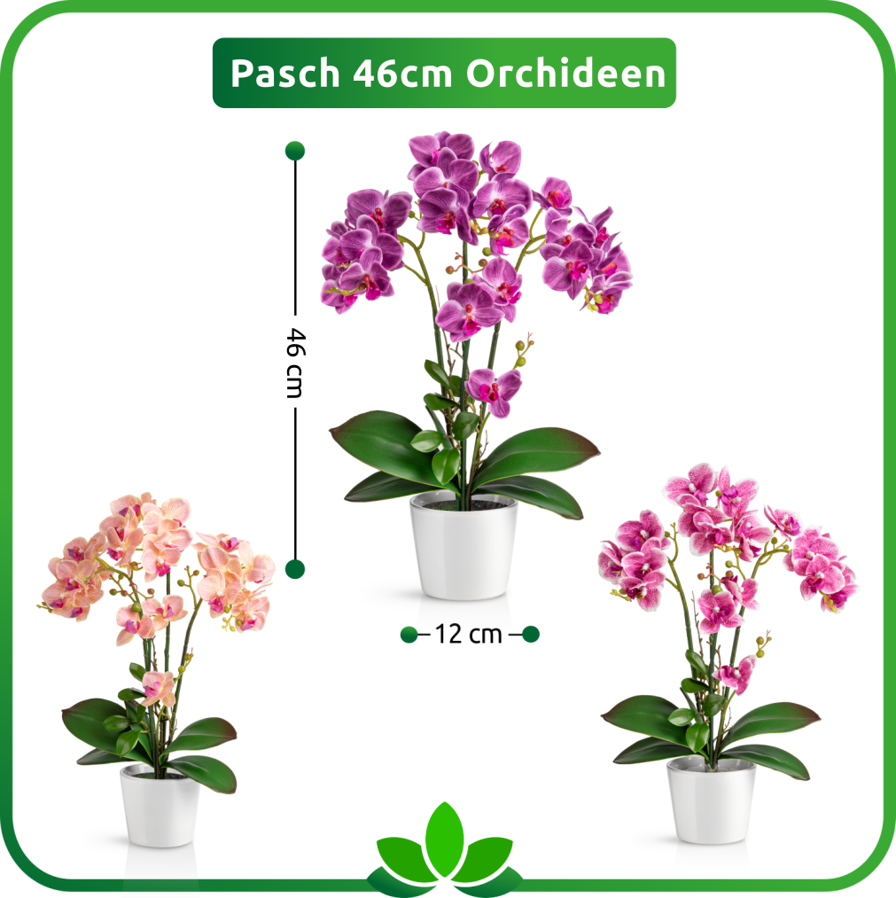 Lila Deko-Orchidee – pflegeleichte Blume für jedes Zuhause