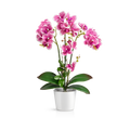 Künstliche weiße Orchidee in elegantem Keramiktopf, 46 cm hoch