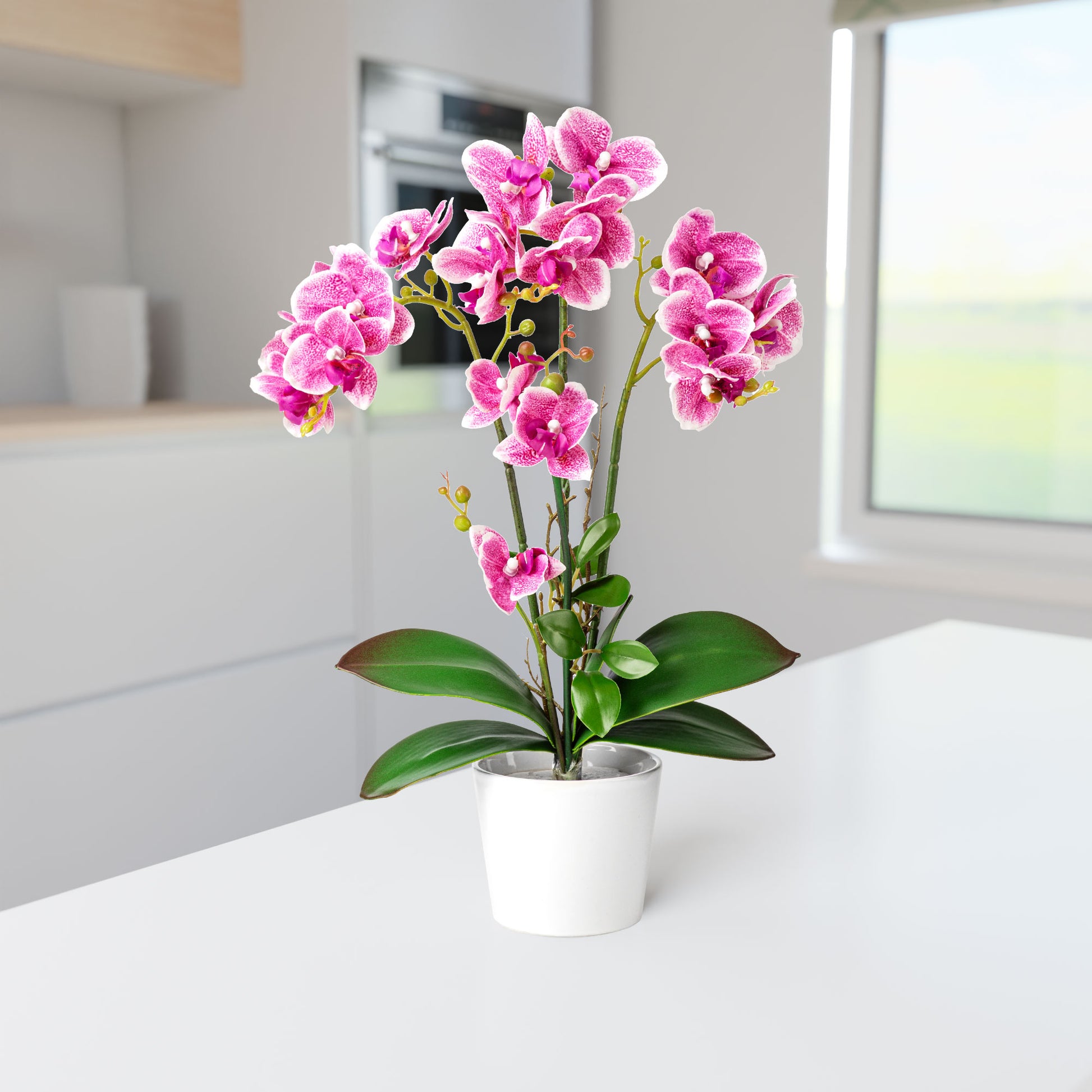 Detailaufnahme der zarten Orchideenblüten in Weiß und Rosé