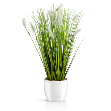 Fuchsschwanzgras in elegantem weißen Keramiktopf, 42 cm hoch.