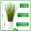 Modernes Fuchsschwanzgras mit natürlicher Leichtigkeit für Wohnräume.