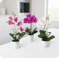 Elegantes Orchideen-Set in Keramik, filigrane Blüten in Roséweiß