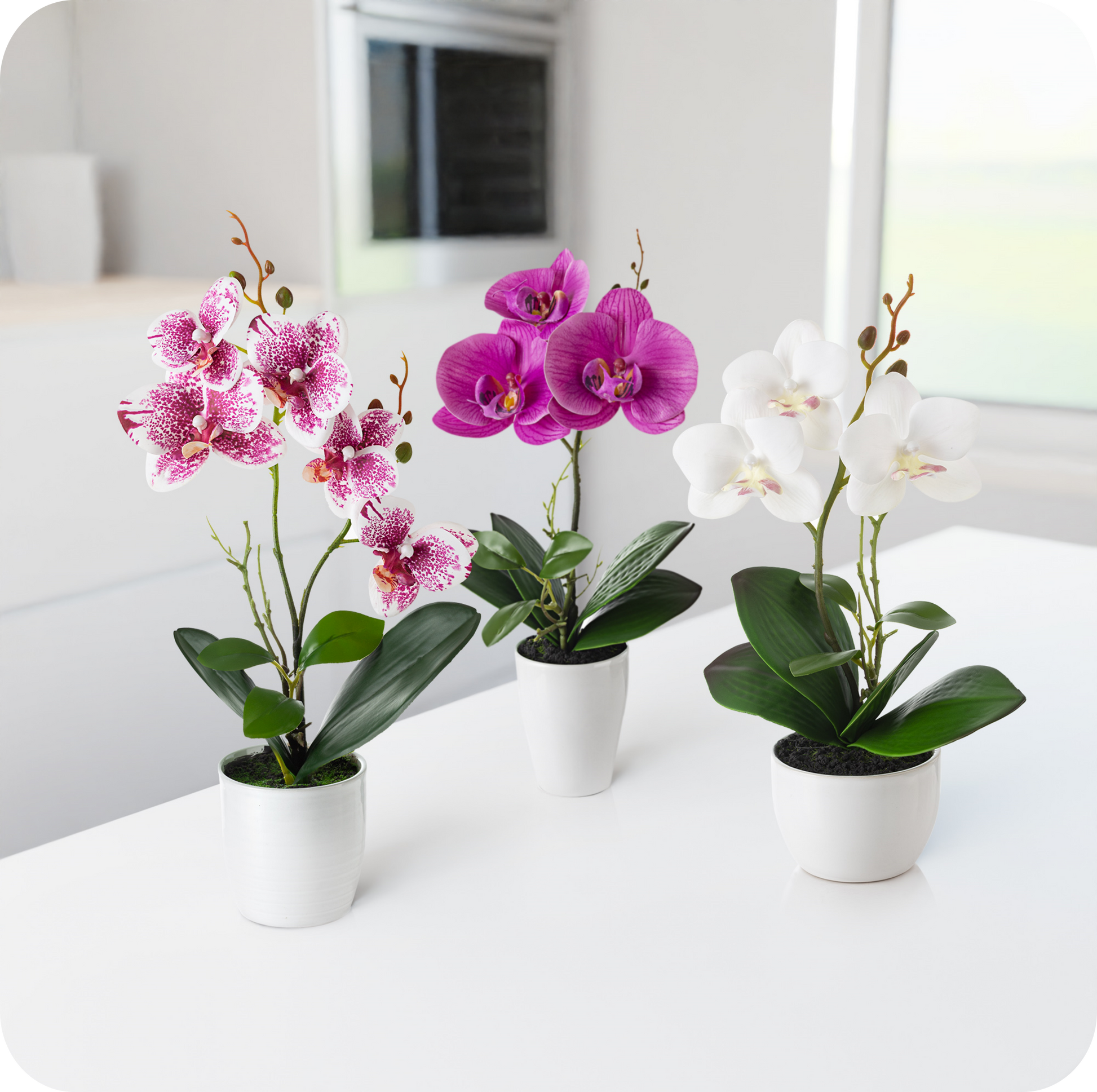 Elegantes Orchideen-Set in Keramik, filigrane Blüten in Roséweiß