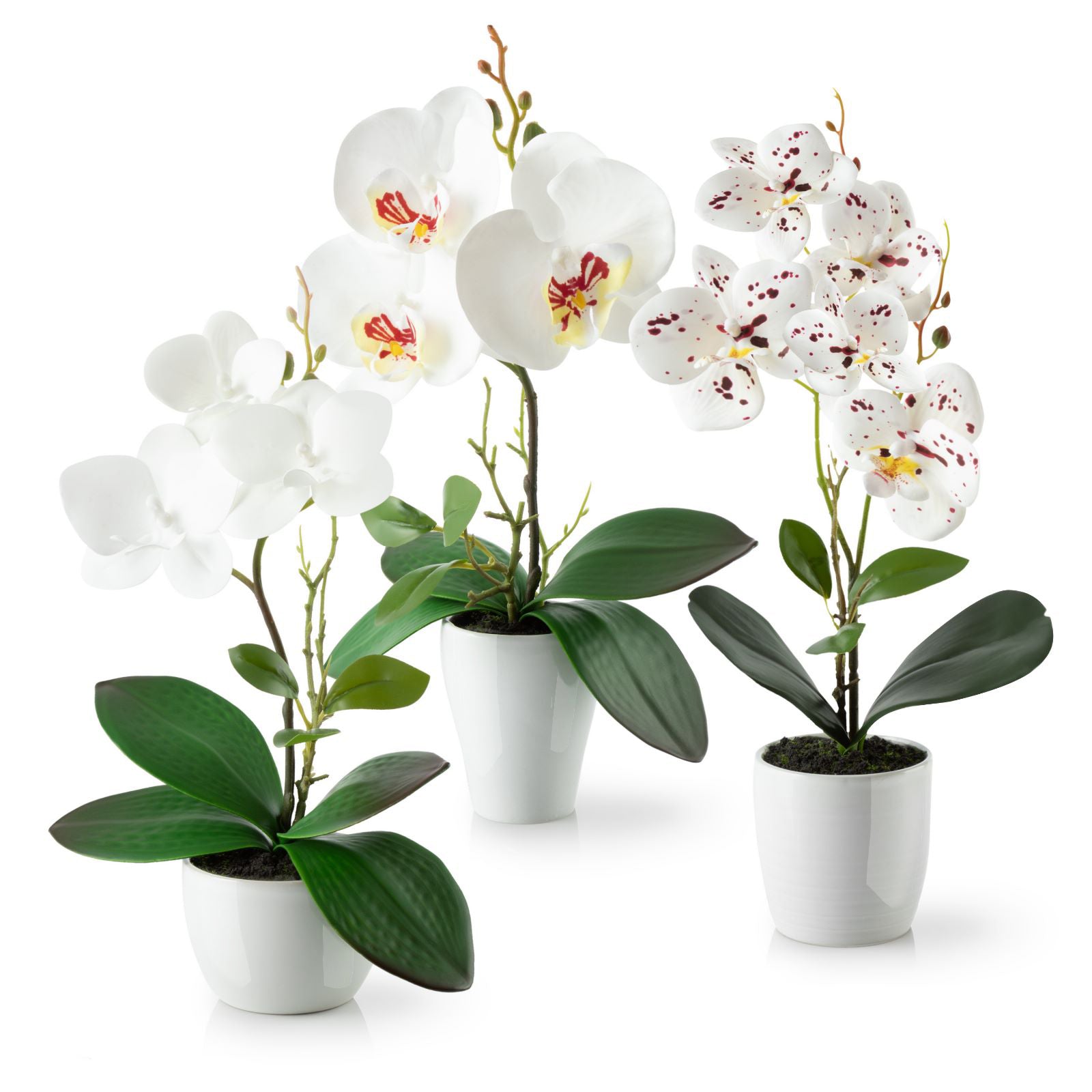 Künstliche weiße Orchideen in drei weißen Keramiktöpfen, 35 cm hoch