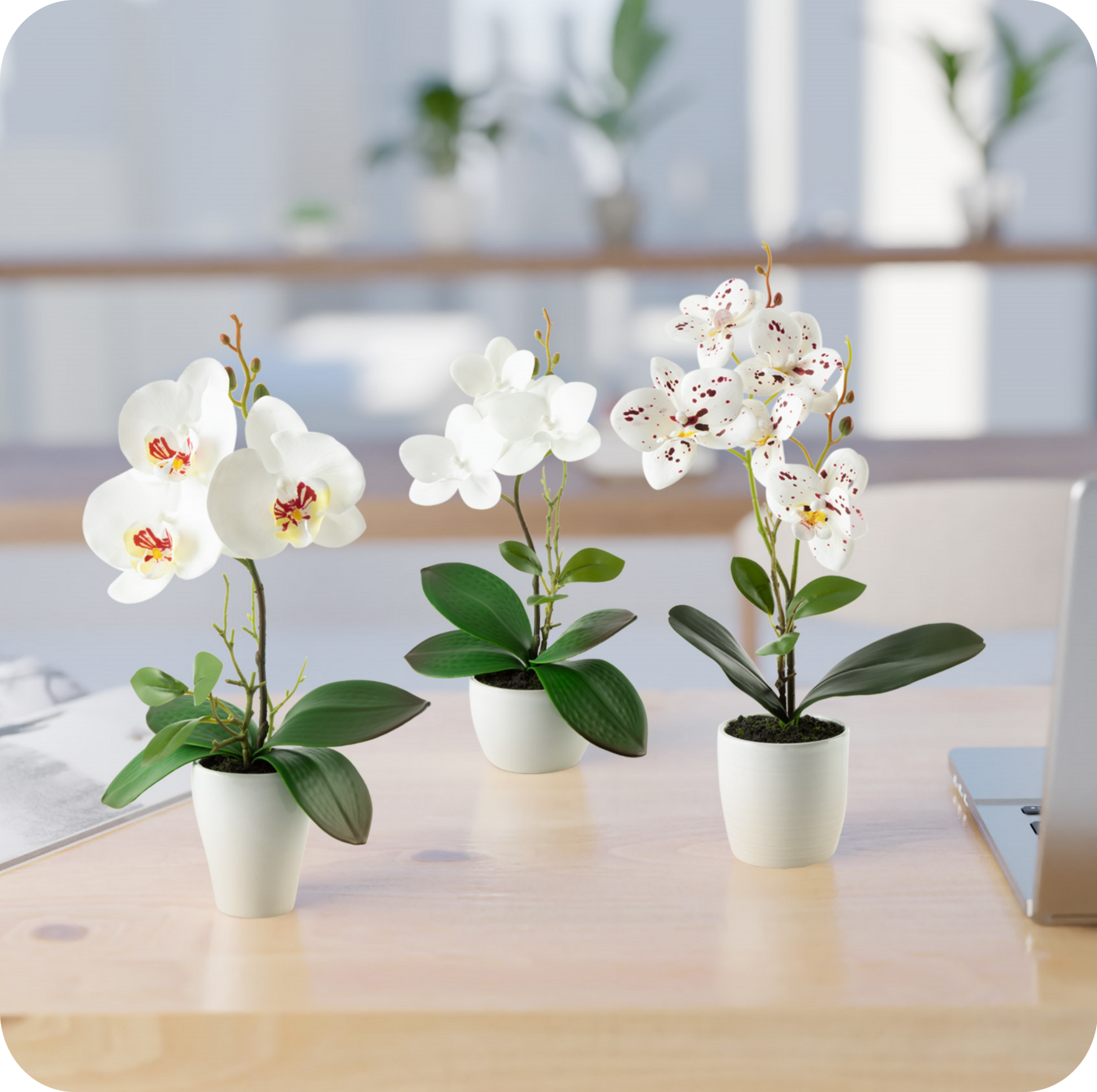 Detailaufnahme der filigranen weißen Orchideenblüten mit grünen Blättern