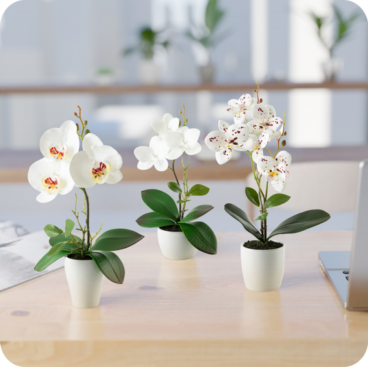 Detailaufnahme der filigranen weißen Orchideenblüten mit grünen Blättern