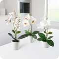 Elegantes Orchideen-Arrangement in modernen Keramiktöpfen auf Holzregal