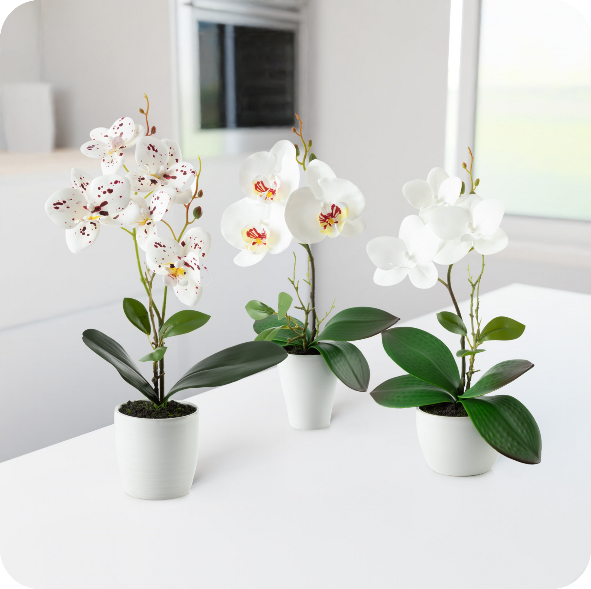 Elegantes Orchideen-Arrangement in modernen Keramiktöpfen auf Holzregal