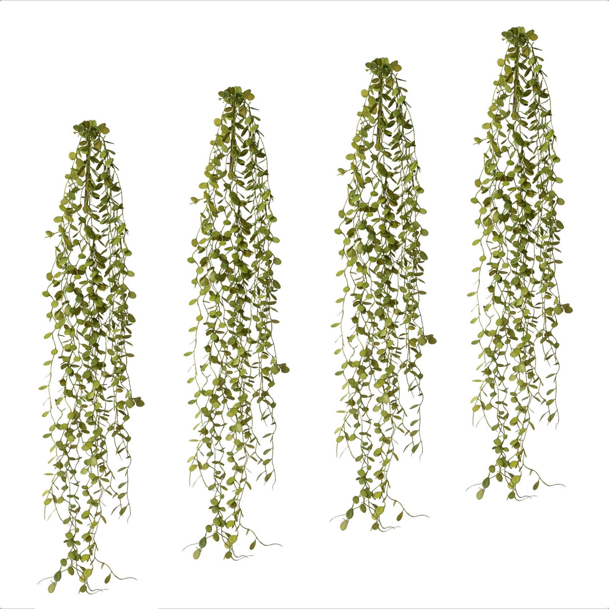Vier künstliche Mühlenbeckia-Hänger in grün, je 71 cm lang, mit dichtem, naturgetreuem Blattwerk.