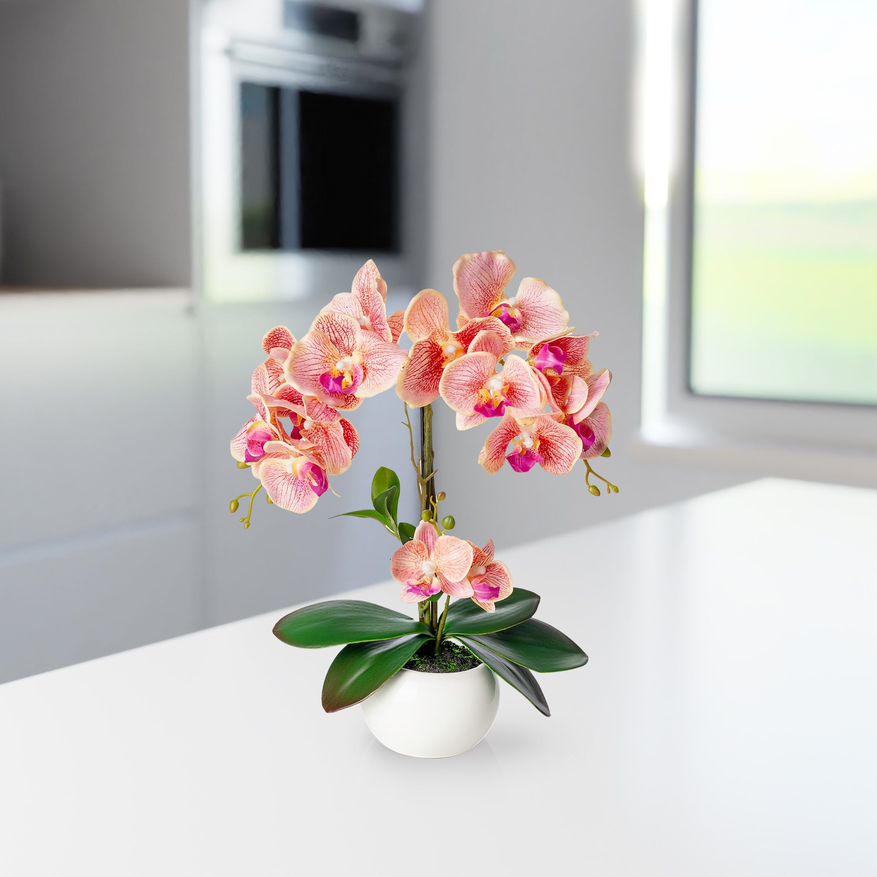 Dekorative Orchidee als Blickfang auf Fensterbank arrangiert
