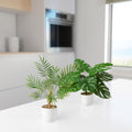 Detailaufnahme der Areca-Palmenblätter mit fächerartiger Struktur