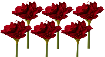 Freigestellte künstliche Amaryllisblume in tiefem Rot mit grünem Stiel – realistische Kunstblume für Dekoration und Floristik.