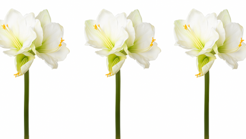 Drei künstliche Amaryllisblüten in Weiß nebeneinander mit Spiegelung – elegante Kunstpflanze für stilvolle Wohn- und Tischdekoration.