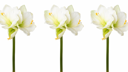 Drei künstliche Amaryllisblüten in Weiß nebeneinander mit Spiegelung – elegante Kunstpflanze für stilvolle Wohn- und Tischdekoration.