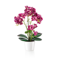Künstliche Orchidee in Weißtopf, freigestellt auf weißem Hintergrund
