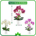 Größenvergleich von drei Orchideenfarben, 46 cm hoch